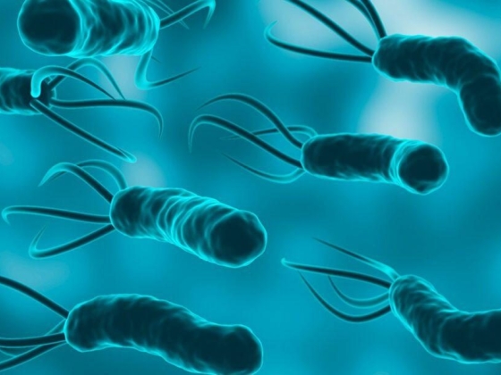 H. pylori: sintomas, diagnóstico, tratamento e erradicação (guia completo)